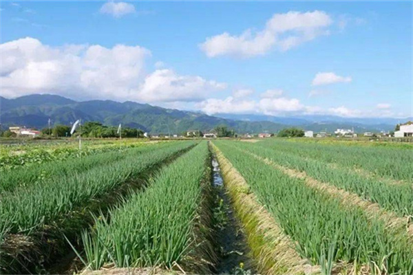 宜蘭縣三星鄉：蔥滿勝算 盡在三星