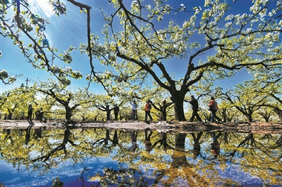 北京舉辦首屆梨花文化節